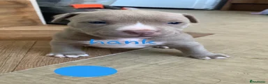 Hank