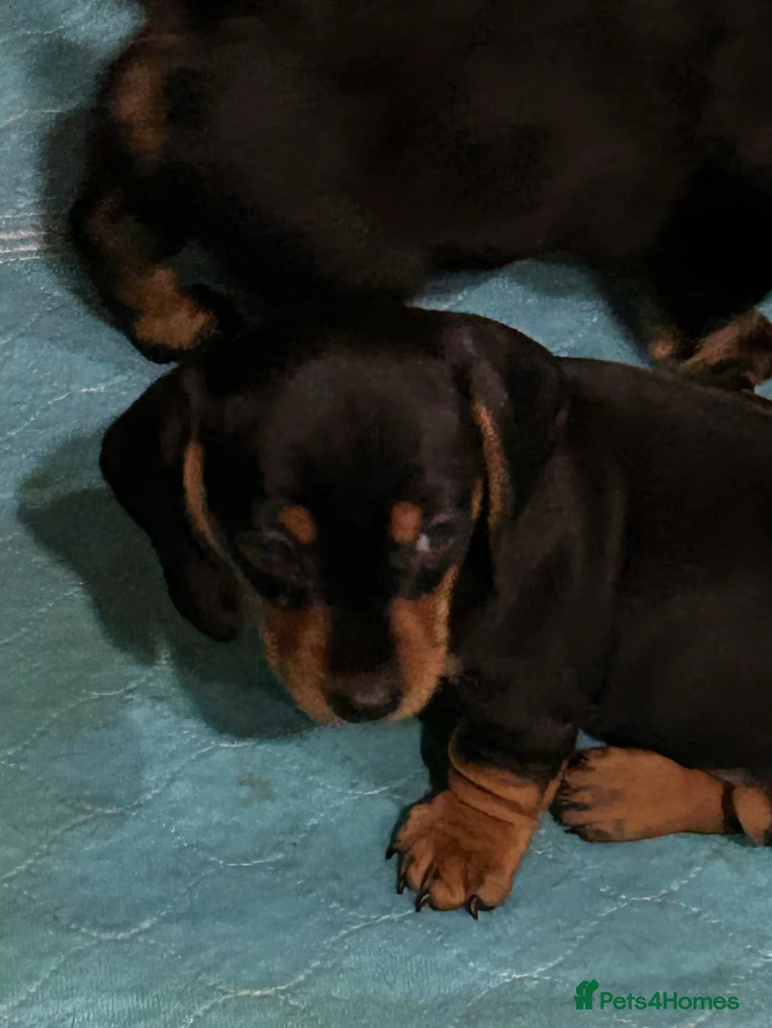 Miniature Dachshund dogs for sale: Miniature Smooth Haired Dachshunds  - Advert 10