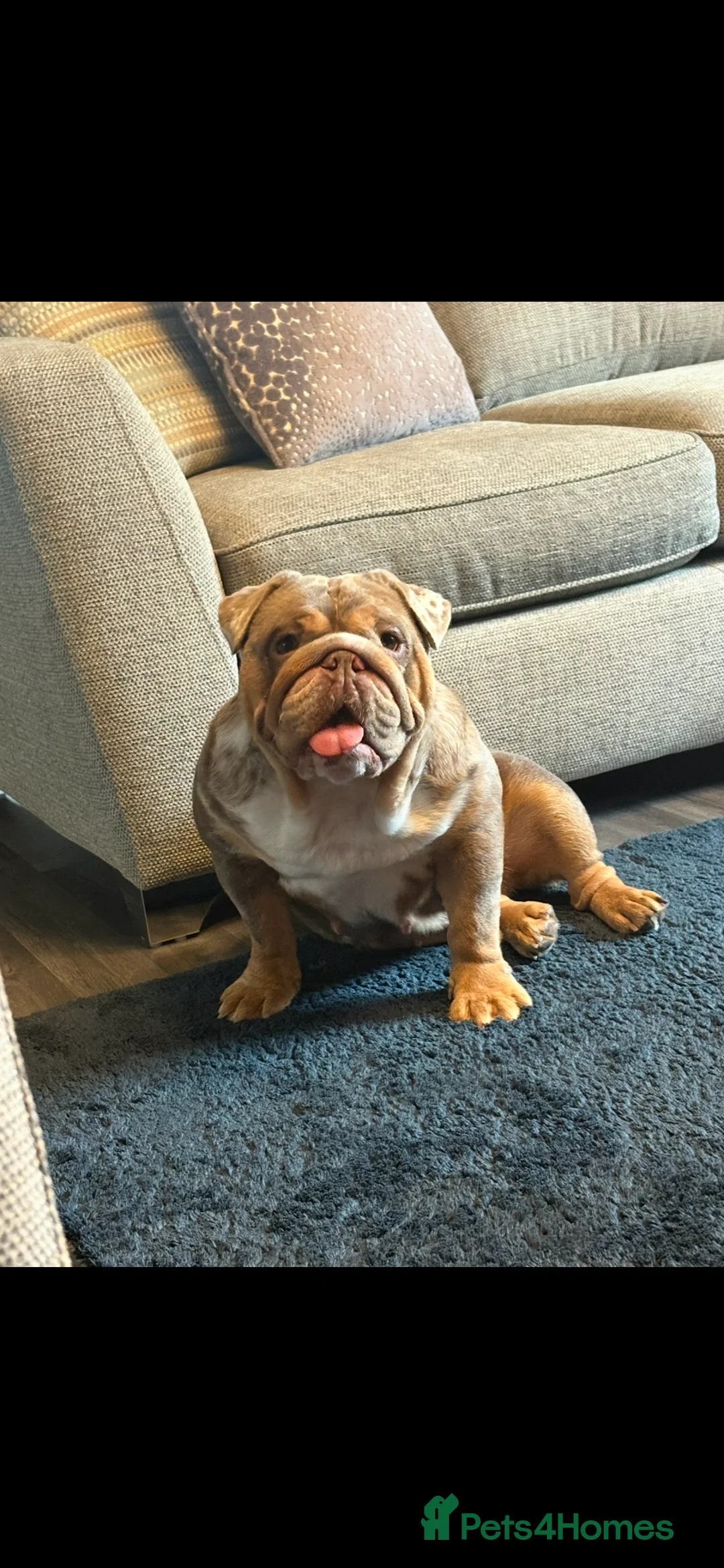 English Bulldog dogs for sale: British bulldog  - Advert 1