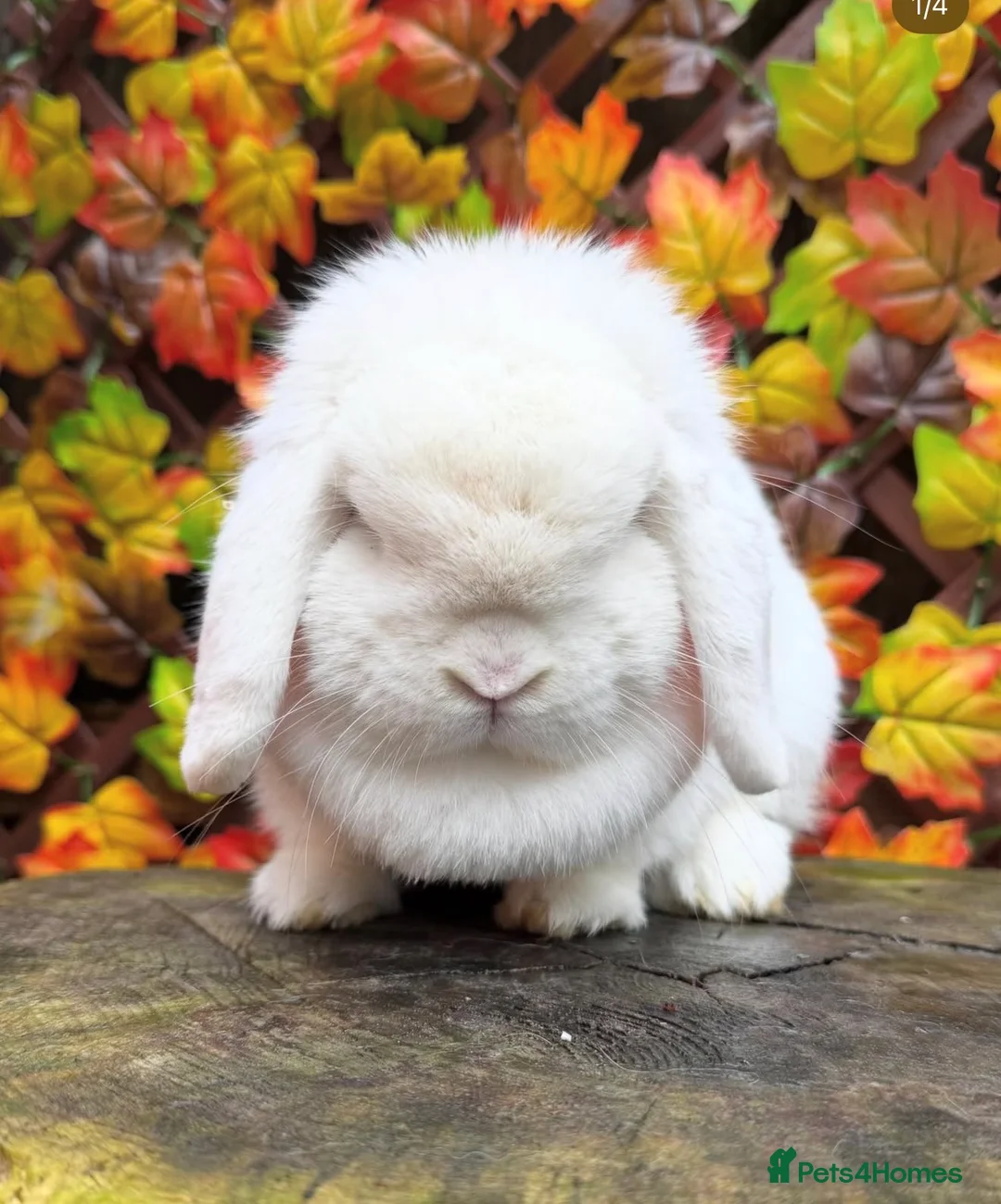 Mini Lop rabbits for sale: Mini lop does  - Advert 1