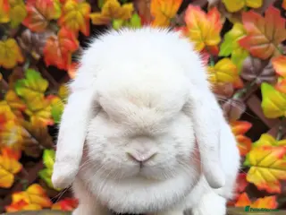 Mini Lop rabbits Mini lop does - Advert 1