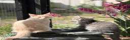Maine Coon cats for sale: TICA Registered Maine Coon Kittens - Advert 31