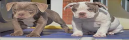 Old Tyme Bulldog dogs for sale: Trusted breeder of 24 years  - Advert 5