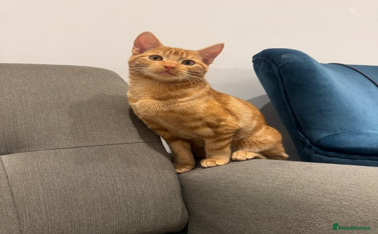 American Shorthair cats Ginger female - American shorthair - Advert 12