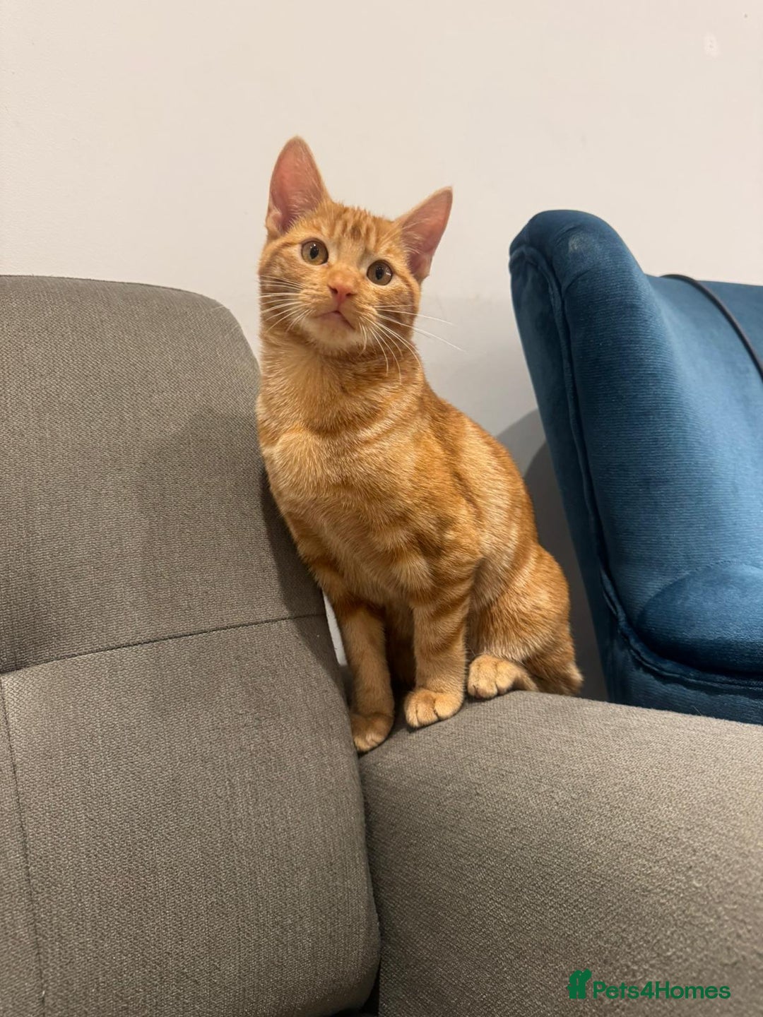 American Shorthair cats for sale: Ginger female - American shorthair - Advert 1