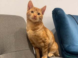 American Shorthair cats for sale: Ginger female - American shorthair - Advert 1