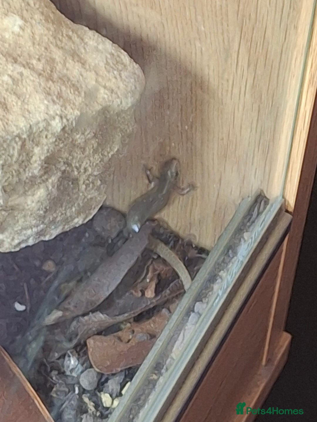 Skink reptiles for sale: 6 week old Ocellated skinks - Image 5