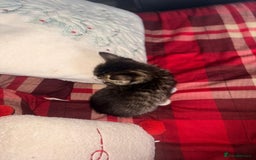 Mixed Breed cats for sale: Maine Coon cross tabby - Image 7