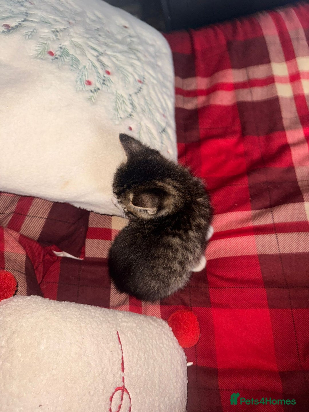 Mixed Breed cats for sale: Maine Coon cross tabby - Image 7