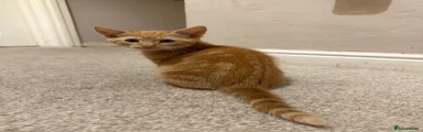 Ginger tabby boy