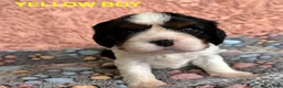 Cavalier King Charles Spaniel dogs for sale: Beautiful KC Cavalier King Charles Spaniel Puppies in Bristol - Advert 12