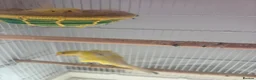 Canaries birds for sale: Canary birds  in London - Advert 3