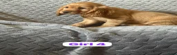 Cocker Spaniel dogs for sale: FULLHEATHTESTED OUTSTANDING SHOWTYPE COCKERSPANIEL in Alton - Advert 24
