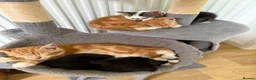 Mixed Breed cats for sale: Beautiful kittens for sale  in Bodorgan - Advert 2