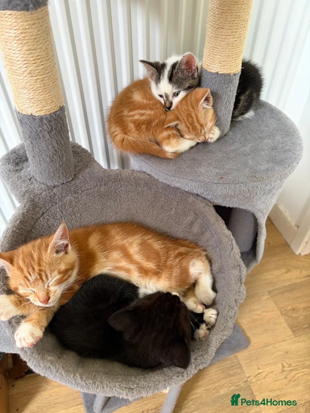 Mixed Breed cats for sale: Beautiful kittens for sale  in Bodorgan - Advert 2