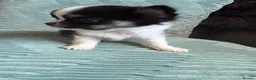 Chihuahua dogs for sale: Stunning litter of 4 long coat chihuahuas  - Advert 33