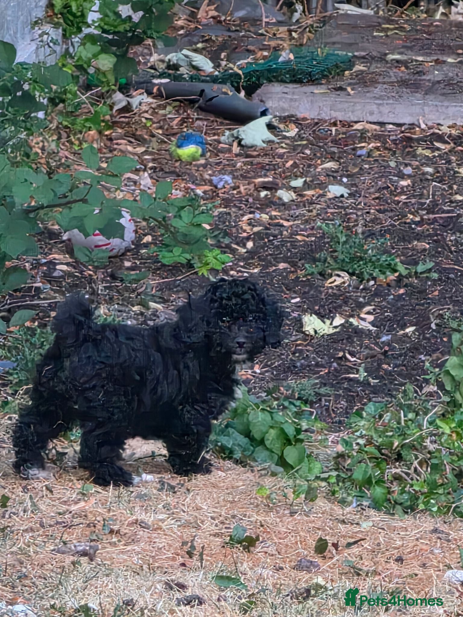 Poochon dogs 2 beautiful poochon puppys black n white for sale  - Advert 2