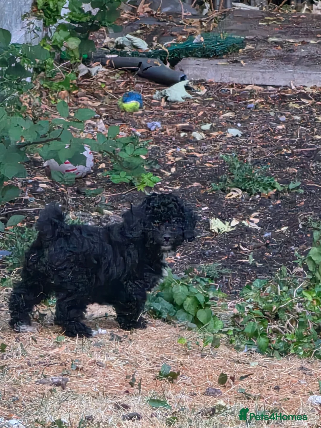 Poochon dogs for sale: 2 beautiful poochon puppys black n white for sale  - Advert 2