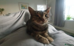 Mixed Breed cats for sale: 'Haze' - Image 2