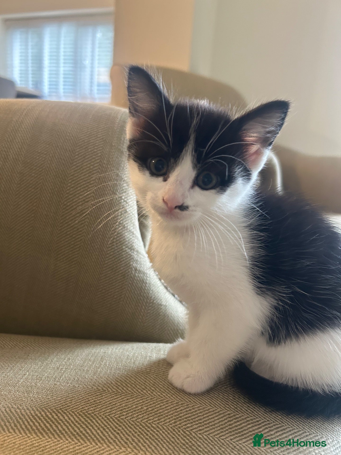 Mixed Breed cats for sale: 1 Little girl left - Little Winnie  - Advert 15