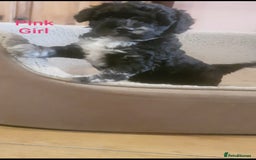 Sproodle dogs for sale: Toy Sproodle Puppies, Fabulous litter - Image 3