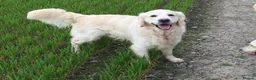 Golden Retriever dogs for sale: KC reg Golden retriever puppies 5* licence - Advert 31