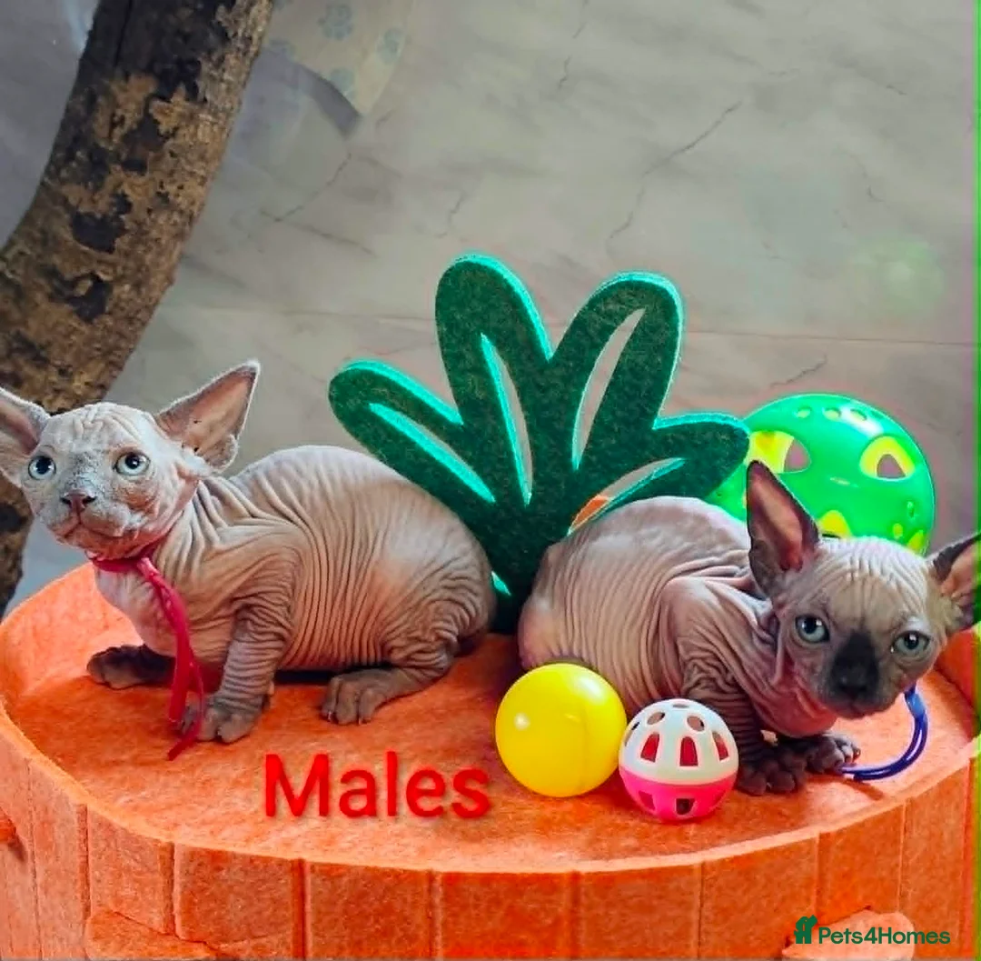 Sphynx cats for sale: Canadian Sphynx Tica registered,Blue eyes. - Advert 2