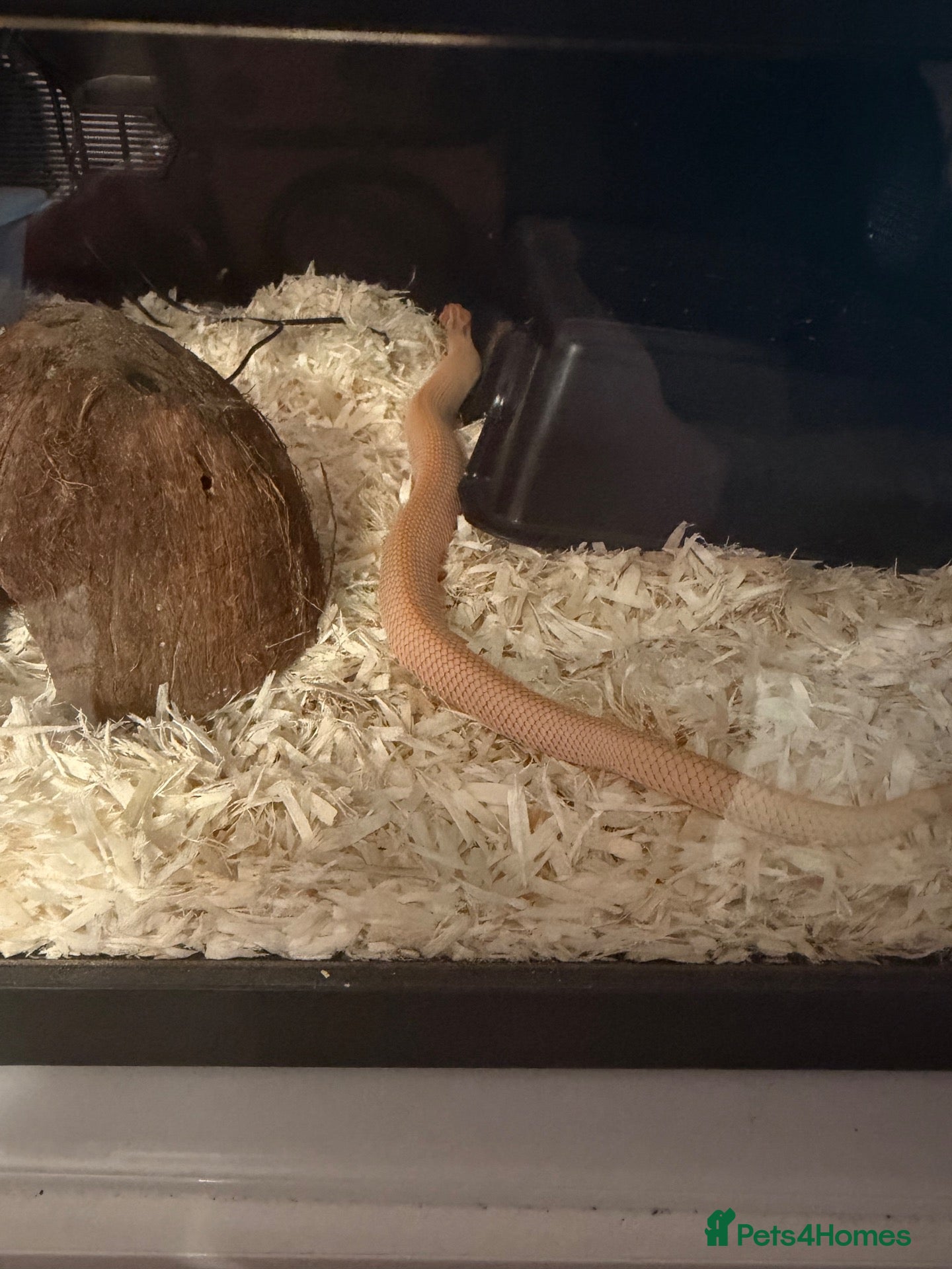 Snake reptiles Hognose snake and set up  - Advert 2