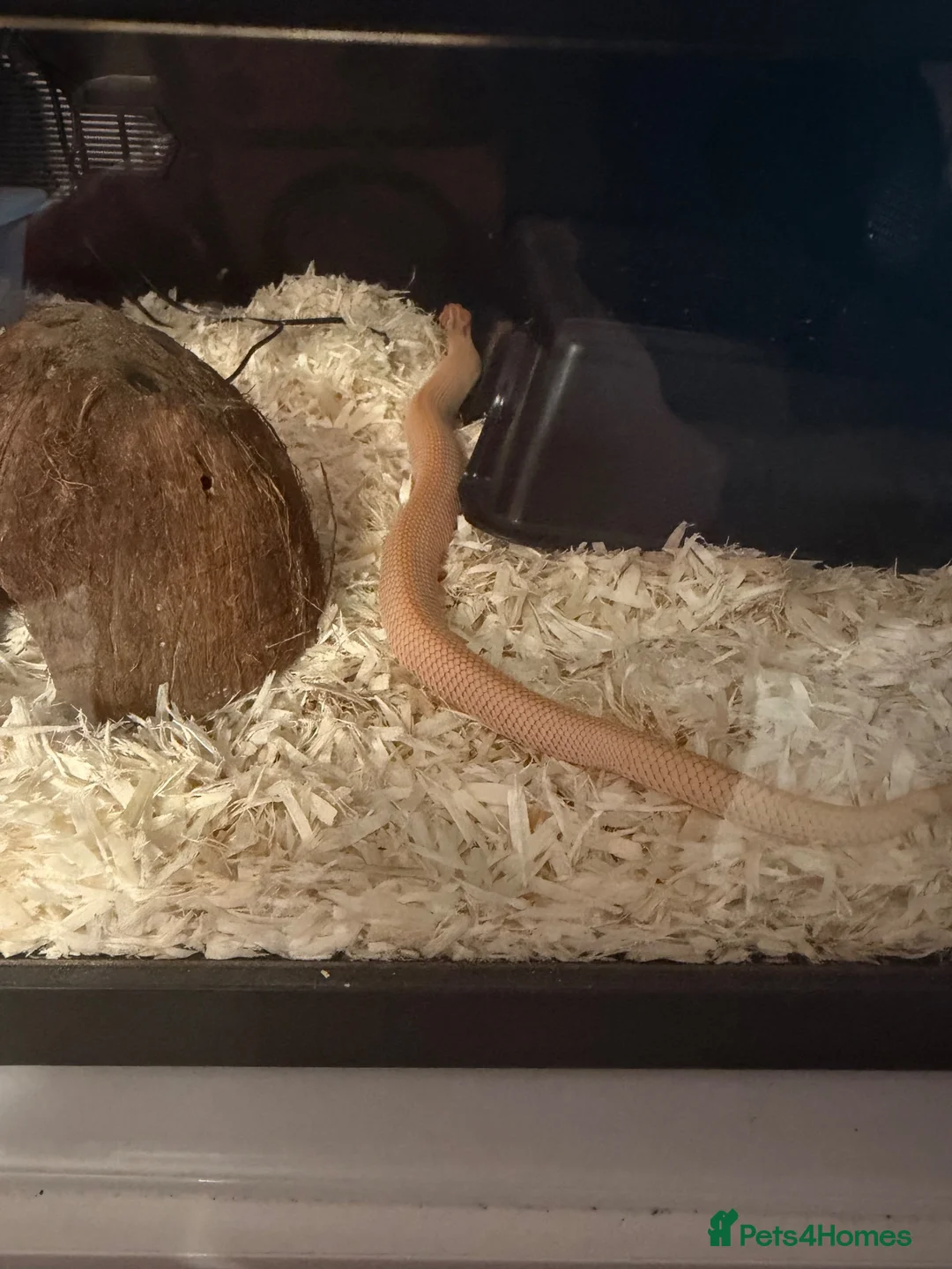Snake reptiles for sale: Hognose snake and set up  - Advert 2