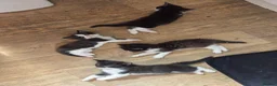 Mixed Breed cats for sale: Black and white kittens  - Advert 3