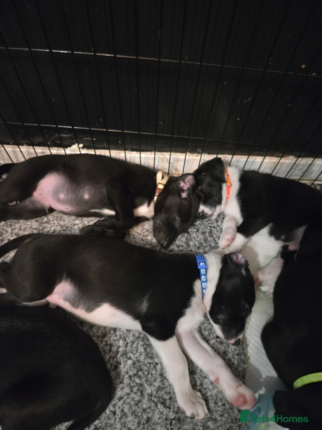 Mixed Breed dogs for sale: Whippet/collies - Advert 3