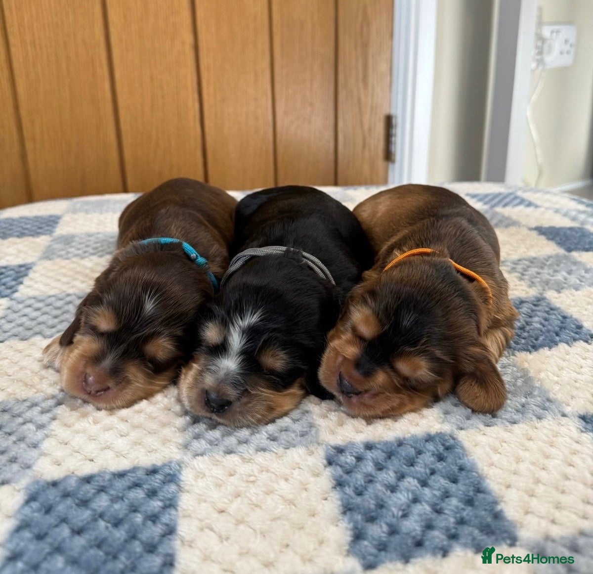 Cocker Spaniel dogs Health Tested Kc Show Type Cocker Spaniel Puppies - Advert 1