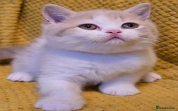British Shorthair cats for sale: Pedigree, British Shorthair, TICA reg kittens - Image 34