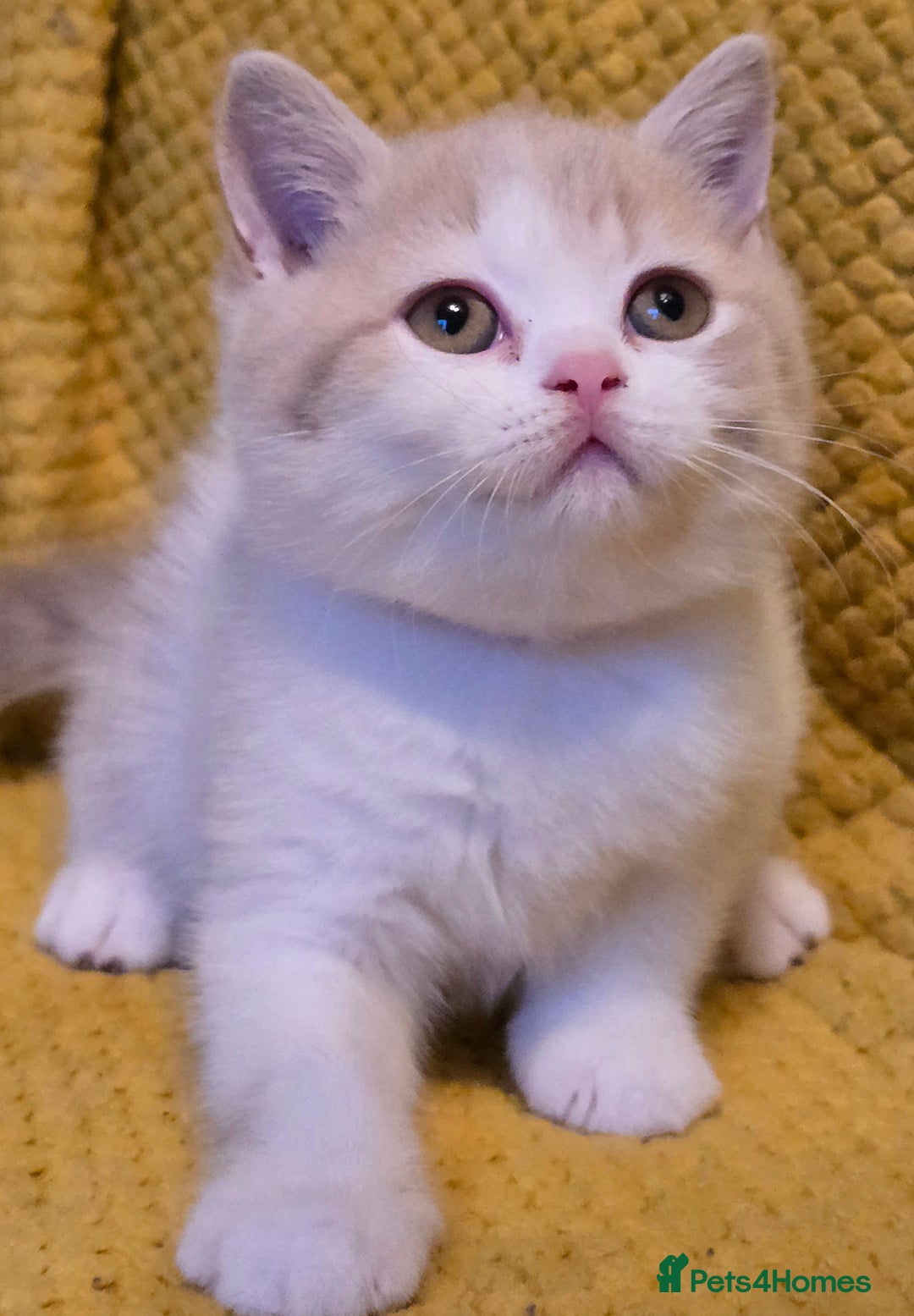 British Shorthair cats for sale: Pedigree, British Shorthair, TICA reg kittens - Image 34