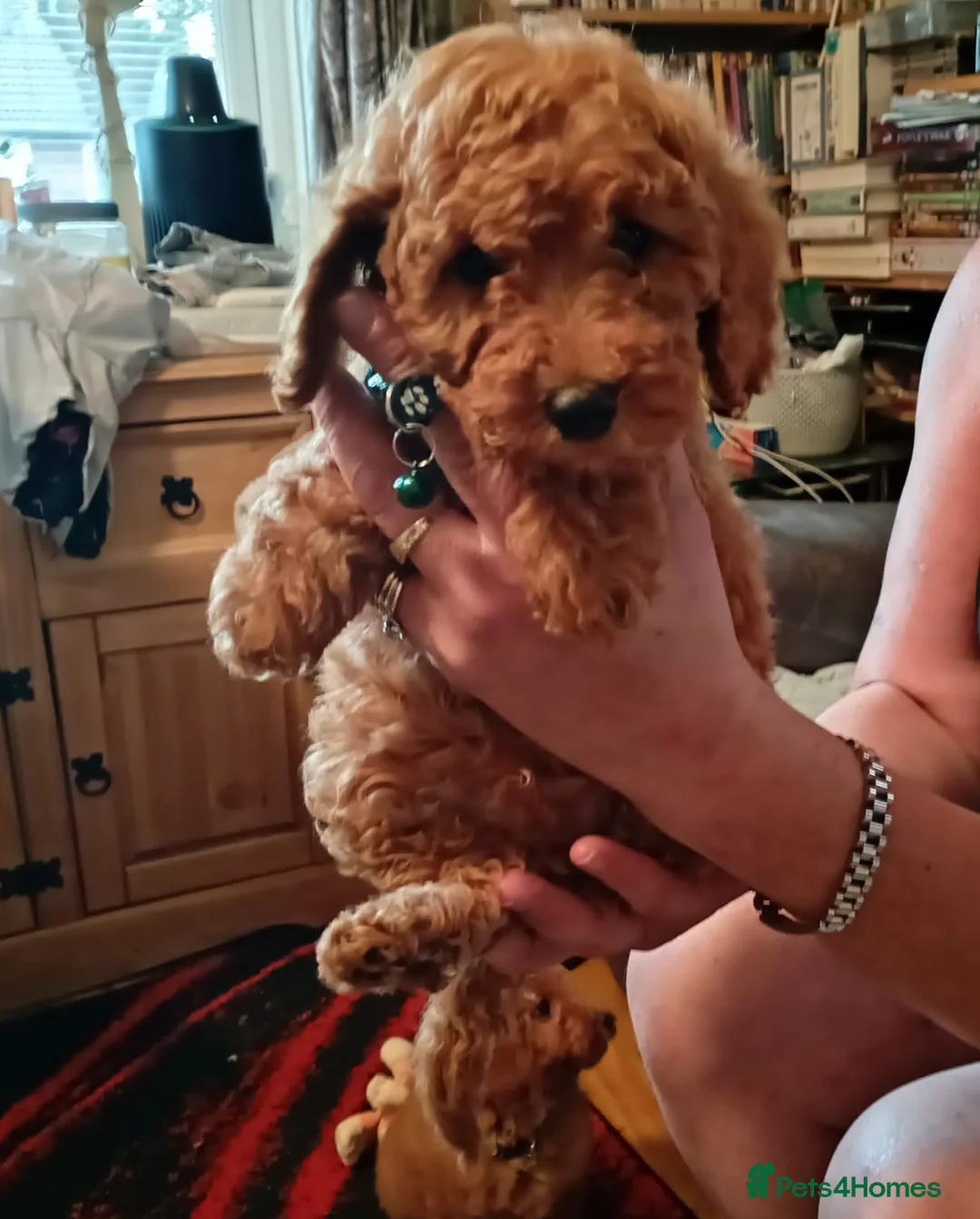 Cavapoo dogs for sale: Gorgeous toy Cava poos ready for their new homes! - Advert 6