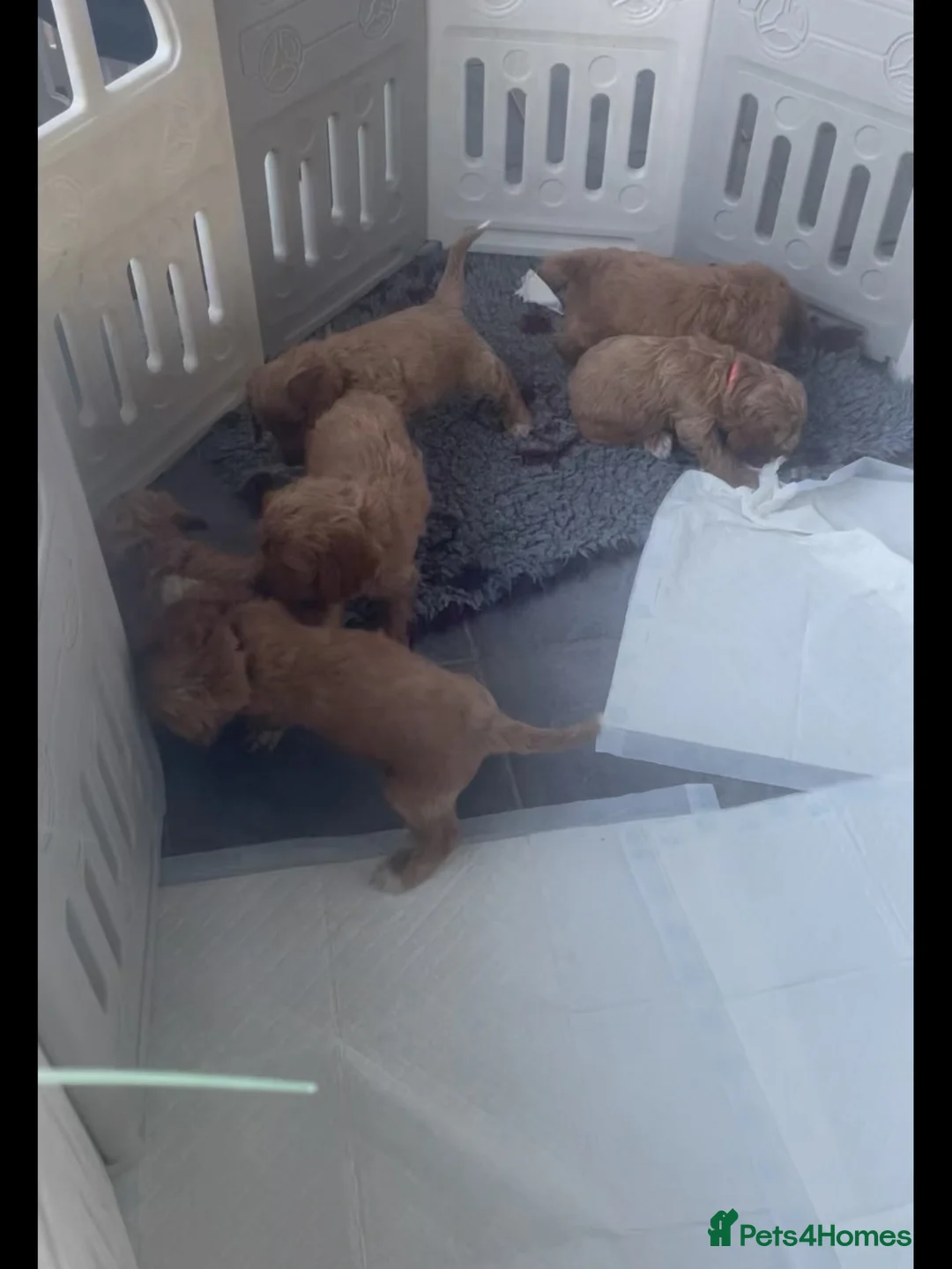Miniature Poodle dogs for stud: Miniature poodle kc registered  - Advert 3