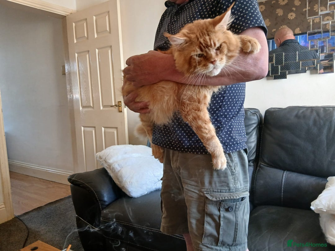 Maine Coon cats for sale: Maine Coon kittens (XL) - Advert 3