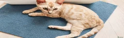 Bengal cats for sale: BENGAL 😺 furry Kittens – Ready For your Homes!💖 - Advert 10