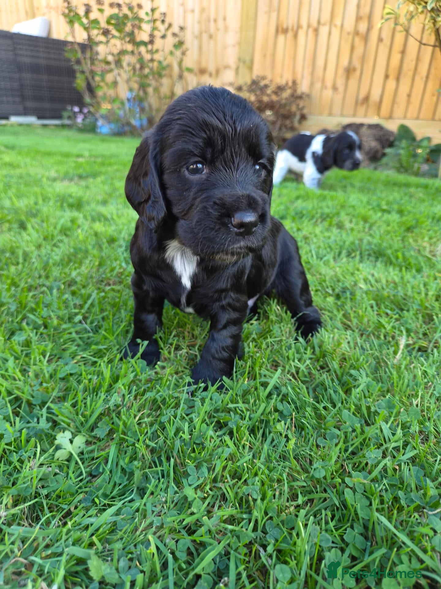 Cocker Spaniel dogs Working Cocker Spaniel puppies  - Advert 10