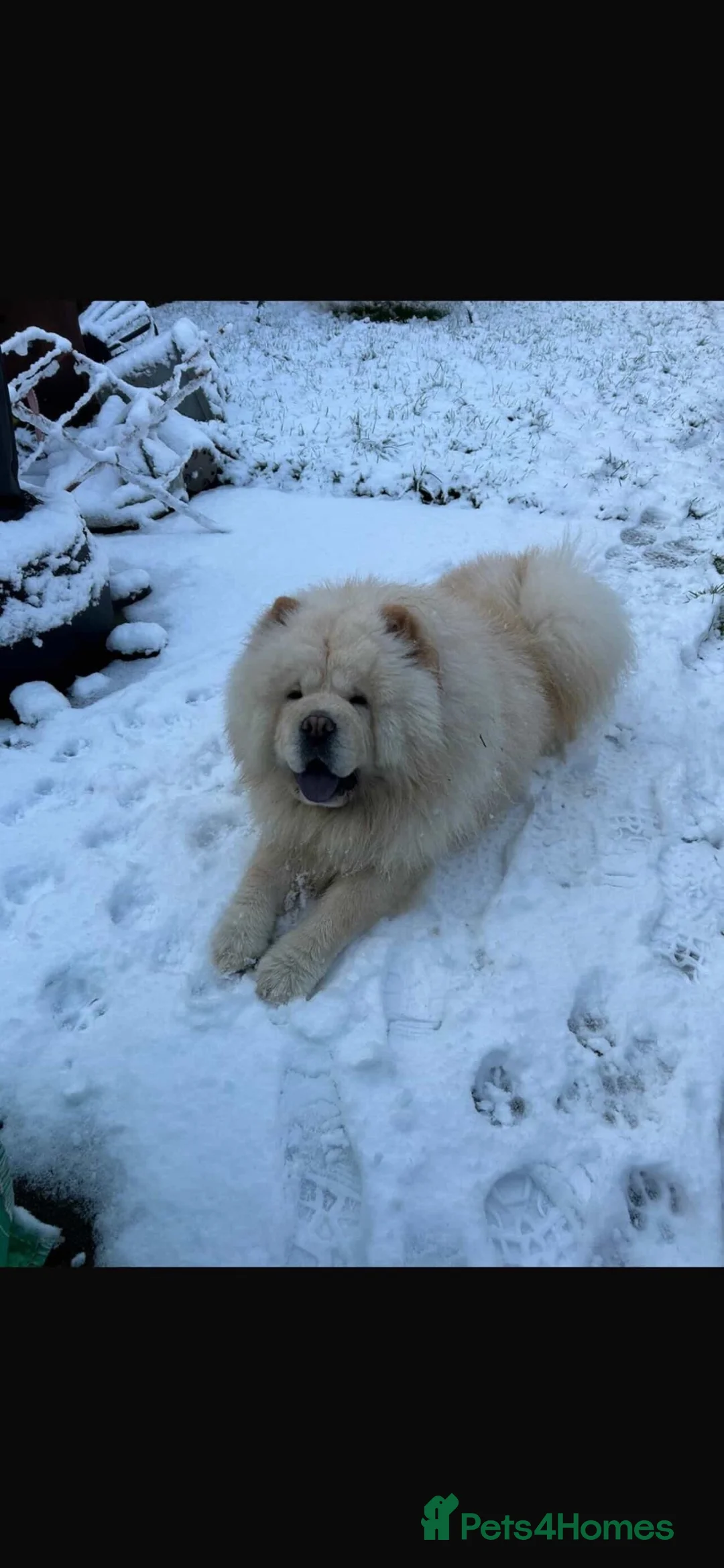 Chow Chow dogs for stud: Chow chow for stud in Saint Helens - Advert 2
