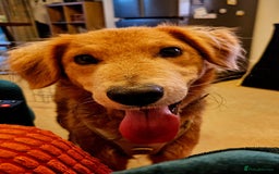 Mixed Breed dogs for adoption: Sweet Nathan Is looking for Love  - Image 1
