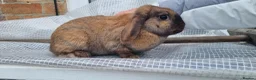 Mini Lop rabbits for sale: Mini lop in Houghton le Spring - Advert 5