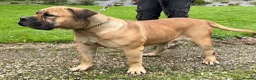 Boerboel dogs for sale: Topguard Kennels 2026 waitlist now open! in Horsham - Advert 13