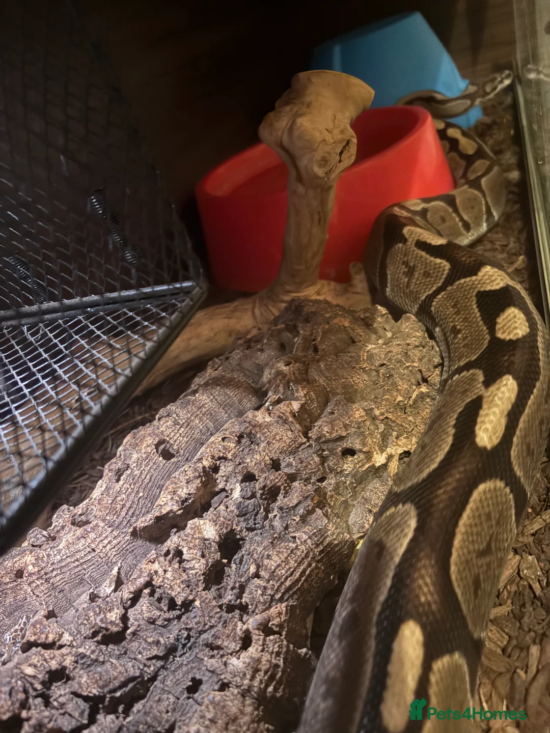 Python Snake reptiles for sale: Three Ball pythons Available - Advert 4