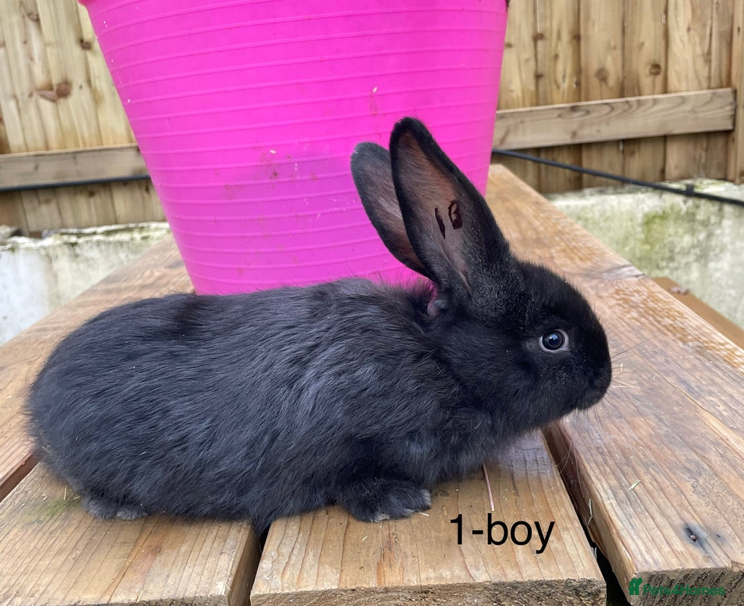 Continental Giant rabbits for sale: Various ages of continental giants - Advert 2