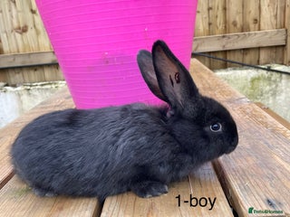 Continental Giant rabbits Various ages of continental giants - Advert 10