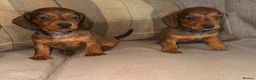 Dachshund dogs for sale: Stunning mini dachshund puppies! - Advert 18