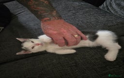 Mixed Breed cats for sale: Ragdoll X Kittens - Image 8