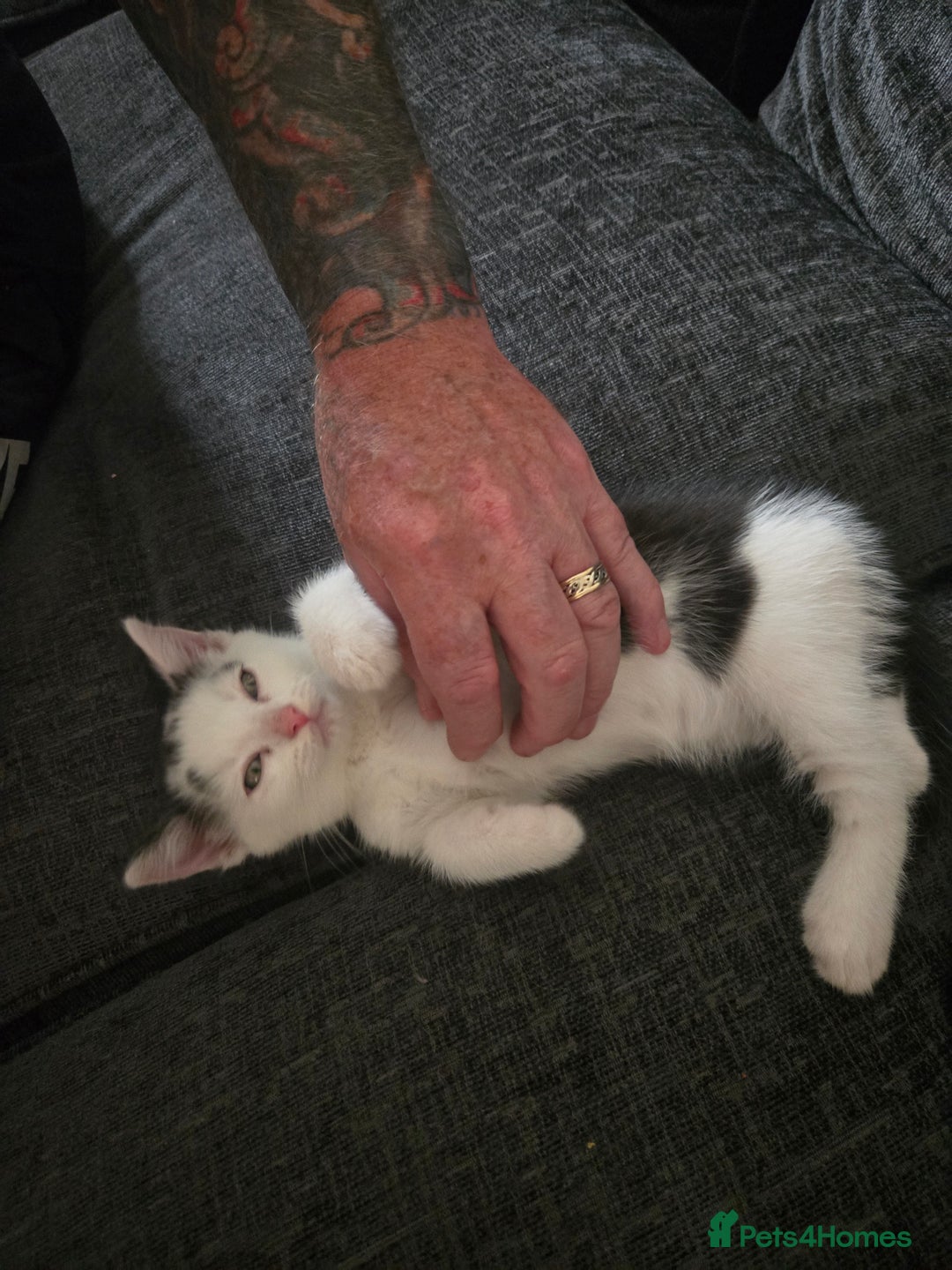 Mixed Breed cats for sale: Ragdoll X Kittens - Image 8