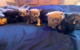 American Shorthair cats for sale: 6 kittens  - Image 1